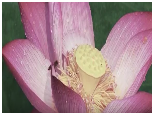 Fig. 7.